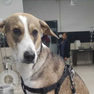 A White-Brown Mix Indie Pariah Dog Missing from Civil Lines Tehsil, New Delhi