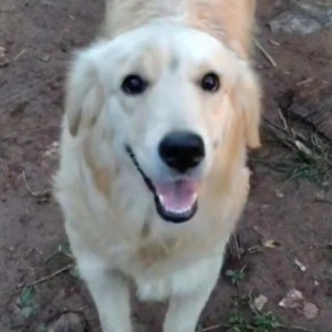 A White Golden Retriever Dog Found from Kodihalli, Bengaluru-2