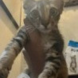 A Black and Brown Indie Cat Missing from Zone 14 Perungudi, Chennai-3