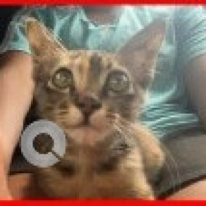 A Black and Brown Indie Cat Missing from Zone 14 Perungudi, Chennai-2