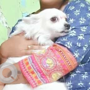 A White Mini Pomeranian Dog Missing from Dighe, Navi Mumbai-2