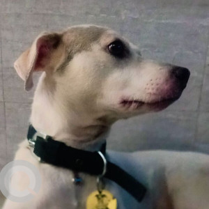 A White and Grey Indie Dog Missing from Bandra East, Mumbai-2