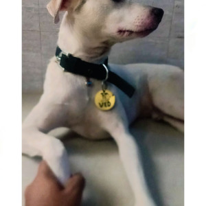 A White and Grey Indie Dog Missing from Bandra East, Mumbai-3
