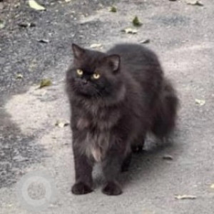 A Black Persian Cat Found from Krishnarajapura, Bengaluru