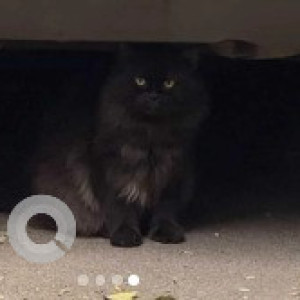 A Black Persian Cat Found from Krishnarajapura, Bengaluru-2