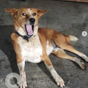 A White-Brown Mix Indie Dog Missing from Mathikere, Bengaluru-2