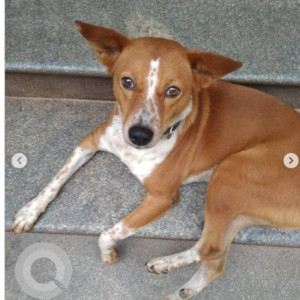 A White-Brown Mix Indie Dog Missing from Mathikere, Bengaluru-3