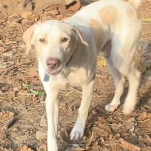 A White Indie Dog Missing from Royal Nest, Jankalyan Nagar, Malad West