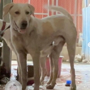 A White Indie Dog Missing from Royal Nest, Jankalyan Nagar, Malad West-2