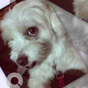 White Male Shih Tzu Dog is Missing from Panjagutta Journalist Colony-2