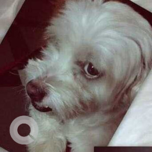 White Male Shih Tzu Dog is Missing from Panjagutta Journalist Colony-3