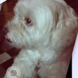 White Male Shih Tzu Dog is Missing from Panjagutta Journalist Colony