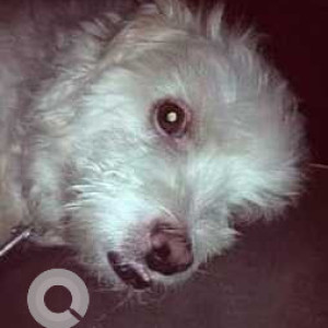 White Male Shih Tzu Dog is Missing from Panjagutta Journalist Colony-4