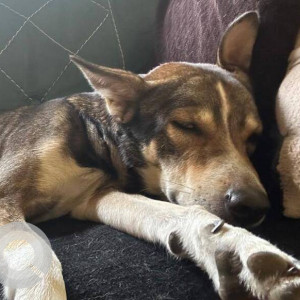 Missing: White-Brown Mix Male Indie Dog from LR Tiwari college, Chai dhua bar-2