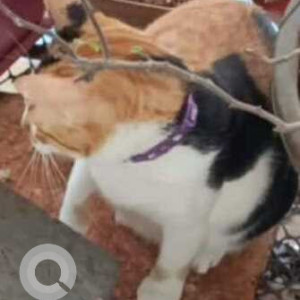 Missing: White Female Calico Cat from Panchvan Housing Cooperative Society, Borivali West ,-2