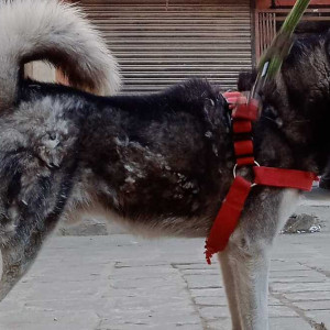 White and Grey Female Husky Dog is Missing from Nardevi , Kathmandu,  Nepal-2