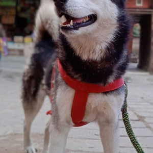 White and Grey Female Husky Dog is Missing from Nardevi , Kathmandu,  Nepal-3