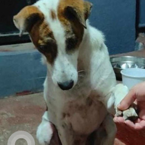 Missing: White-Brown Mix Female Indie Dog from pet play boarding, Thimmasandra Village-2