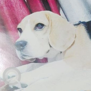 Missing: White-Brown Mix Male Beagle Dog from Badachand ganj, Aliganj, Lucknow-2