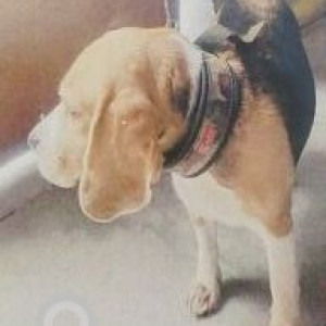 Missing: White-Brown Mix Male Beagle Dog from Badachand ganj, Aliganj, Lucknow-3