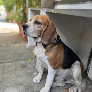 Missing: White-Brown Mix Male Beagle Dog from bsk 2nd stage