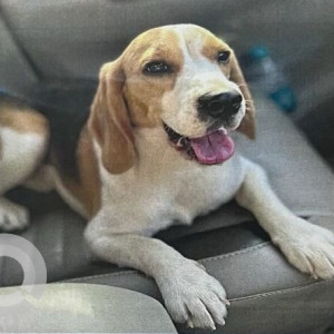Missing: White-Brown Mix Male Beagle Dog from Sector 63 phase 10, Mohali