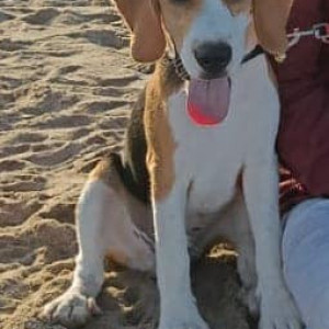 White-Brown Mix Male Beagle Dog is Missing from Anna nagar near Roundtana-2
