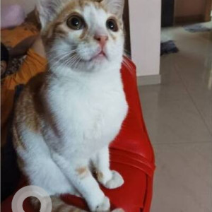Missing: White-Brown Mix Male Indie Cat from 10th Cross Block E Kanaka Nagar premises of Raj Residency Apartment