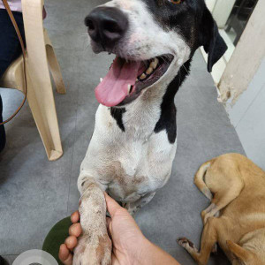 Missing: White-Brown Mix Male Indie Dog from Kibo Shelter in Santacruz West-2