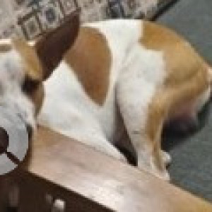 Missing: White-Brown Mix Male Indie Dog from Murugappa Nagar, Madipakkam-2