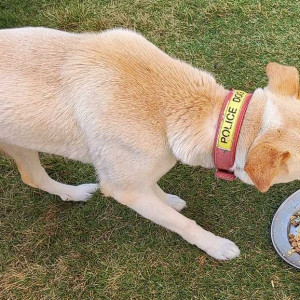 White-Brown Mix Male Indie Dog is Found from Thailand Embassy, Kathmandu-2
