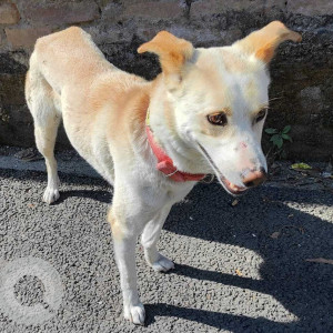 White-Brown Mix Male Indie Dog is Found from Thailand Embassy, Kathmandu