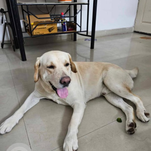 Missing: White-Brown Mix Male Labrador Dog from Noida sector 75