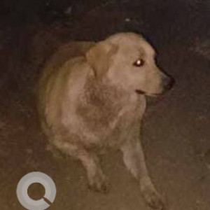 Found: White-Brown Mix Male Labrador Dog from Pathare Chowk, Pathare Mala, Dr Ajinkya DY Patil College road Charholi-2