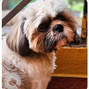 Missing: White-Brown Mix Male Shih Tzu Dog from Scooby