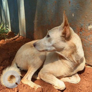 White Female Indie Dog is Missing from Rodson Bakery, - Devashri Splendor Road