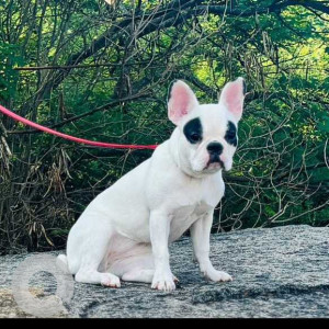 Missing: White Male French Pitbull Dog from Bengaluru University Road lead to RR Nagar