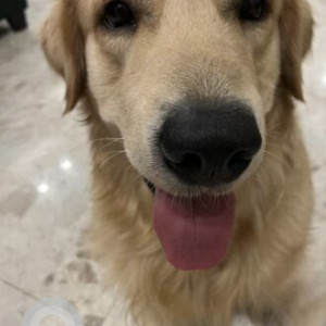 White Male Golden Retriever Dog is Missing from Ambala-Narnaul expressway nr.Mahendragarh toll plaza-2