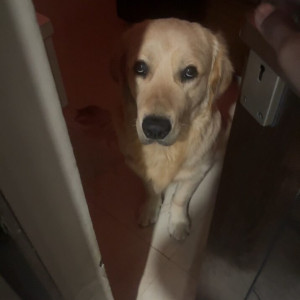 White Male Golden Retriever Dog is Missing from Ambala-Narnaul expressway nr.Mahendragarh toll plaza