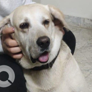 Found: White Male Labrador Dog from Shadal Bagh Darga, Bund Garden