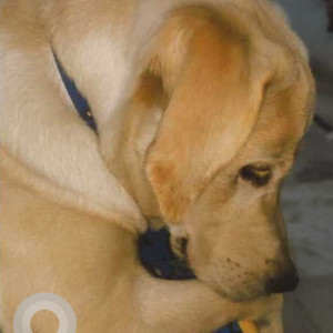 White Male Labrador Dog is Missing from Barra-2 near sankat mochan hanuman mandir-3