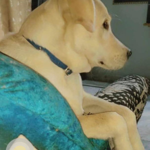 White Male Labrador Dog is Missing from Barra-2 near sankat mochan hanuman mandir-2
