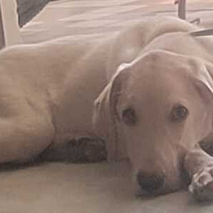 White Male Labrador Dog is Missing from Housing Board colony Shahdol-3