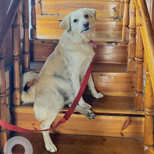 Missing: White Male Labrador-Golden Retriever Mix Dog from Deha Balson village