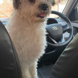 White Male Lasapso Dog is Missing from Krishna vihara colony, near Sahara State, Gate no. 2, Jankipuram-2