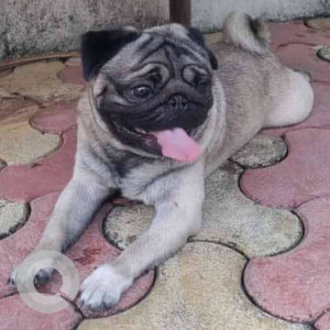 White Male Pug Dog is Found from St Joseph School  Malad West Orlem