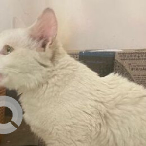 White Not Available Persian Cat is Found from Shankarmutt, Basaveshwarnagar-2