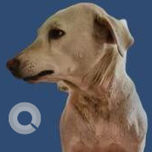 Missing: Brown Female Indie Dog from Janapriya Arcadia, Kowkoor