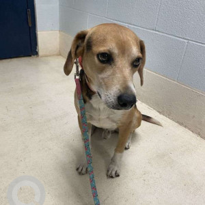 Found: White-Brown Mix Male Beagle Dog from Sherwood