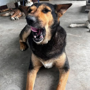A Black and Brown Indie Dog Missing from Achanbigei, Imphal